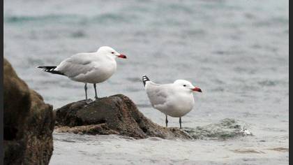 Audouin`s Gull
