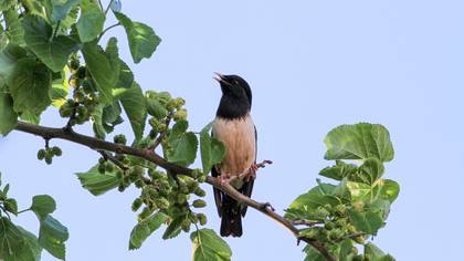 Rosy Starling