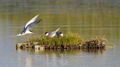 Common Tern