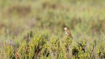 Rufous-tailed Scrub Robin
