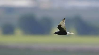 White-winged Tern