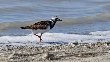 Ruddy Turnstone