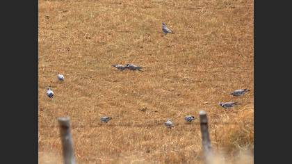 Common Wood Pigeon