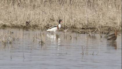 Common Shelduck