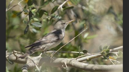 Olive-tree Warbler