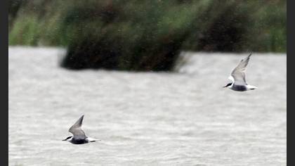 Whiskered Tern