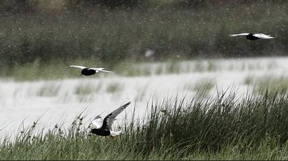 White-winged Tern