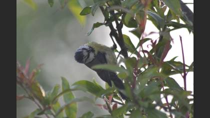 Eurasian Blue Tit