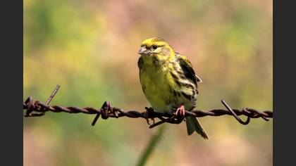 European Serin