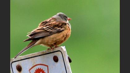 Ortolan Bunting