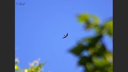 Alpine Swift