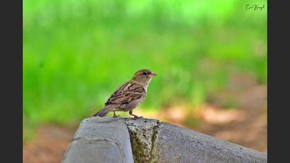 House Sparrow