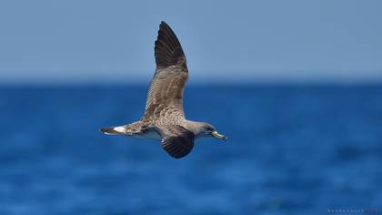 Scopoli`s Shearwater