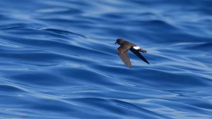 European Storm Petrel