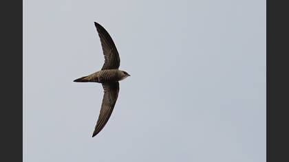 Pallid Swift