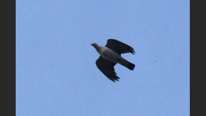 Common Wood Pigeon