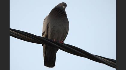 Rock Dove