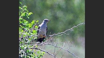 Common Cuckoo