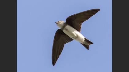 Sand Martin