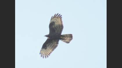 European Honey Buzzard