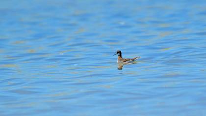 Red-necked Phalarope