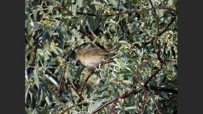Garden Warbler