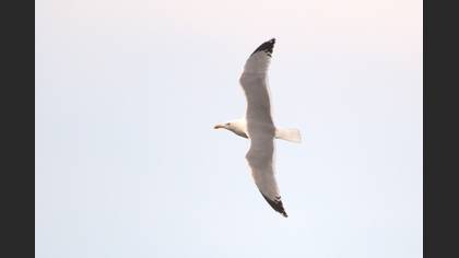 Yellow-legged Gull