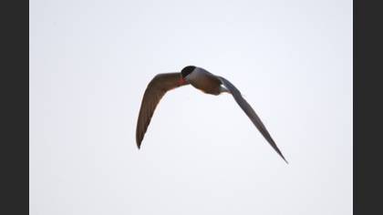 Common Tern