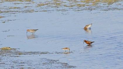 Curlew Sandpiper