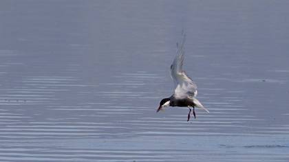 Whiskered Tern
