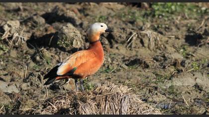 Ruddy Shelduck