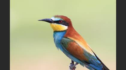 European Bee-eater