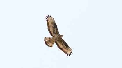 European Honey Buzzard