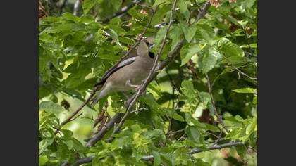 Hawfinch