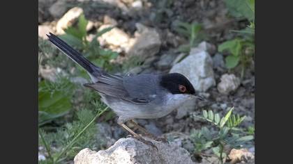 Sardinian Warbler