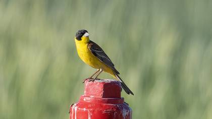 Black-headed Bunting