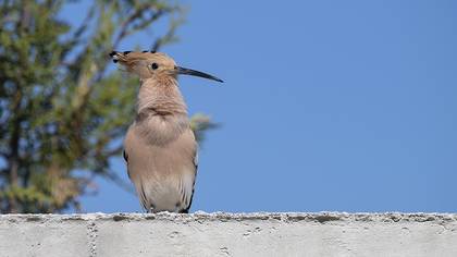 Common Hoopoe