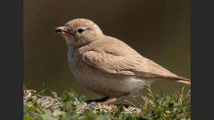 Bar-tailed Lark