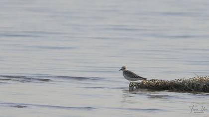 Grey Plover