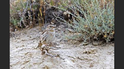 Rock Sparrow
