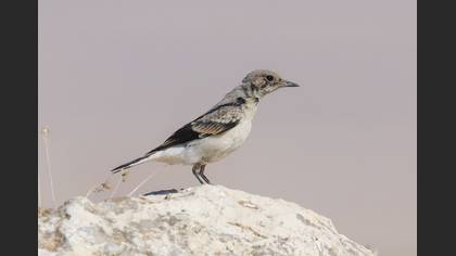 Finsch`s Wheatear