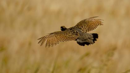 Black Francolin