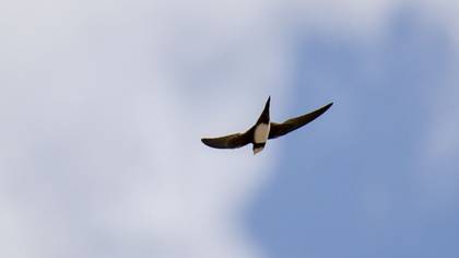 Alpine Swift