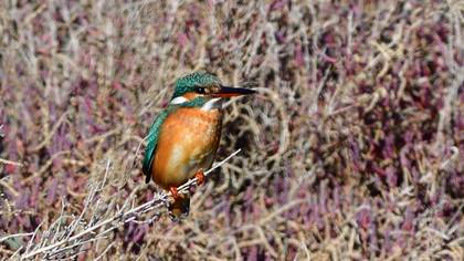 Common Kingfisher