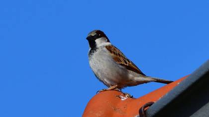 House Sparrow