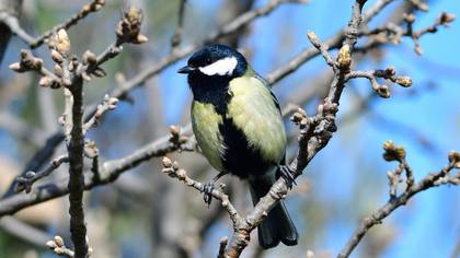 Great Tit