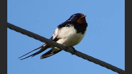Barn Swallow