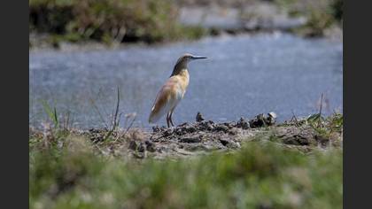 Squacco Heron