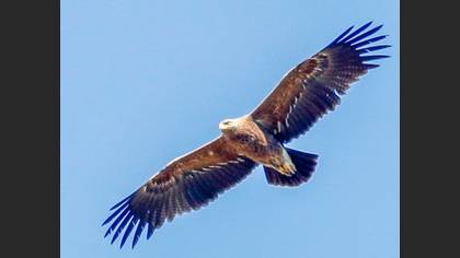 Eastern Imperial Eagle
