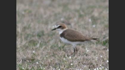 Kentish Plover
